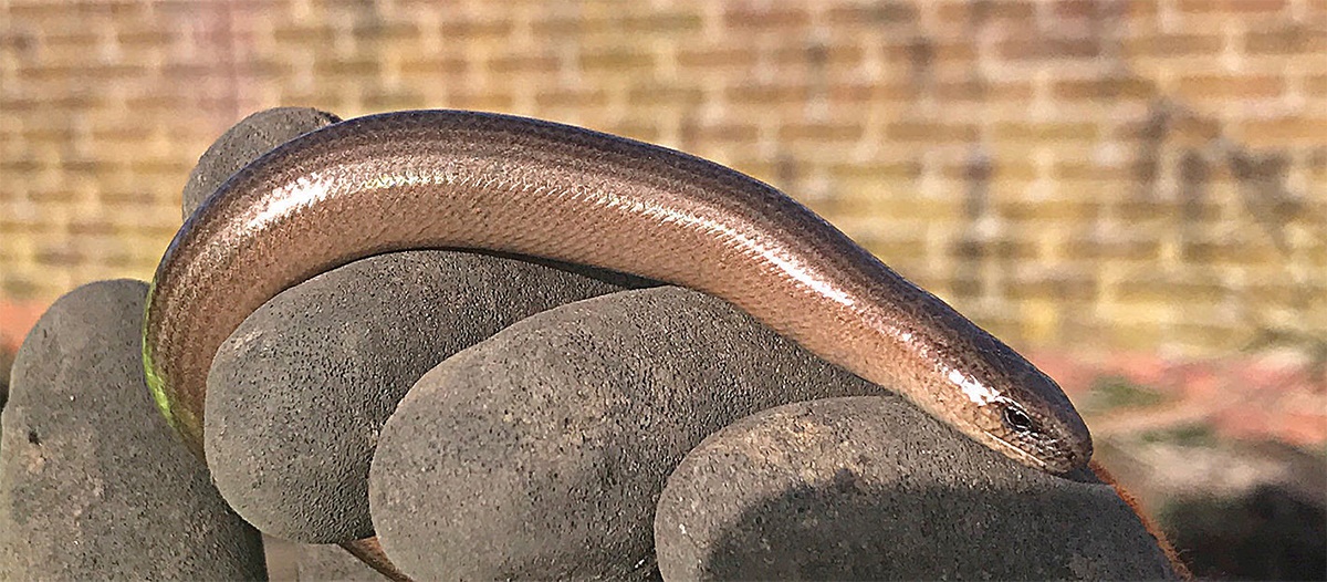 Slowworm anguis fragilis Slowworm anguis fragilis